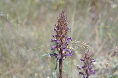 Orobanche cumana