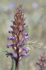 Orobanche cumana