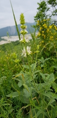 Stachys atherocalyx
