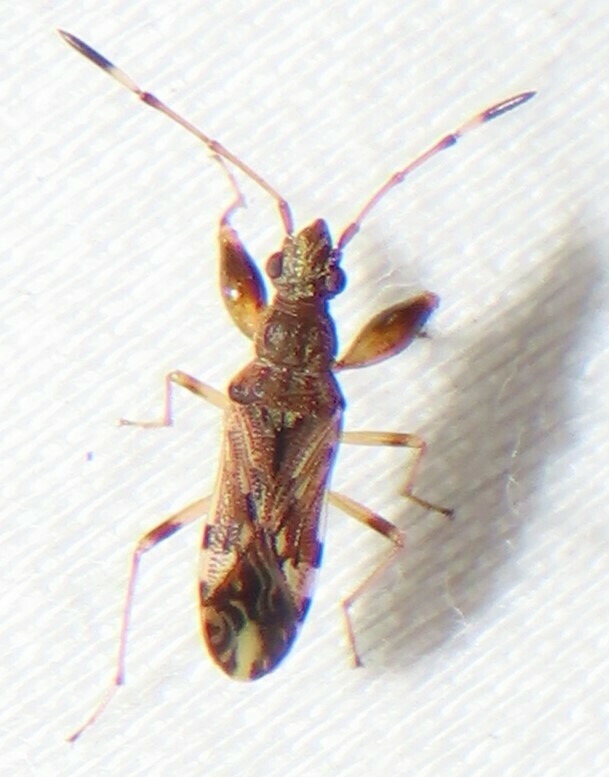 Horn-banded Seed Bug