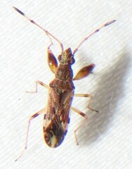 Horn-banded Seed Bug