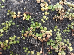 Epilobium komarovianum