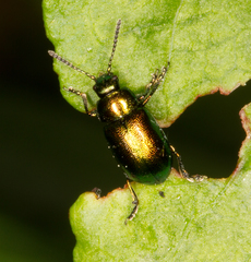 Gastrophysa viridula