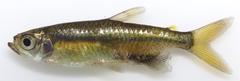 Micralestes acutidens