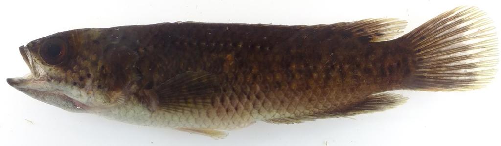 Climbing Perch