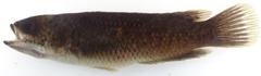 Ctenopoma multispine