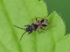 Scolopostethus decoratus