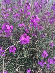 Erysimum linifolium