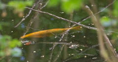 Leuciscus idus