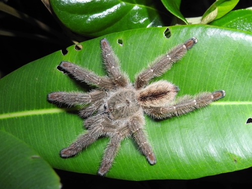 Iridopelma zorodes