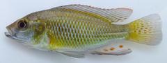 Astatotilapia calliptera
