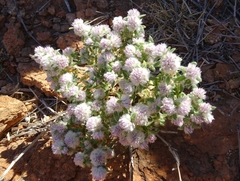 Gomphrena cunninghamii