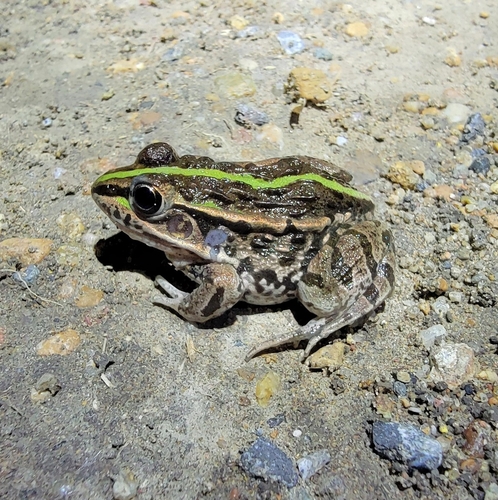 Black-spotted Frog