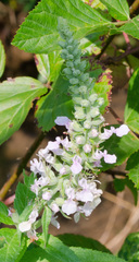 Teucrium canadense canadense