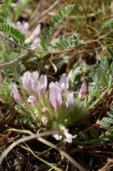 Astragalus testiculatus