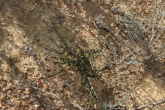 Thesium patulum
