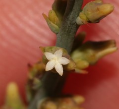 Thesium patulum