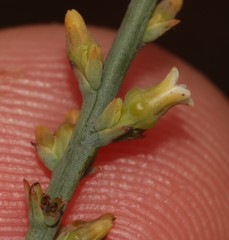 Thesium patulum