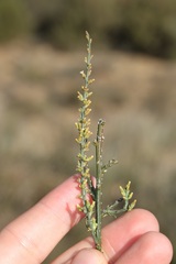 Thesium patulum