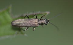 Oedemera lurida