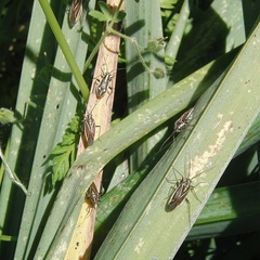 Horistus orientalis