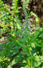 Teucrium canadense canadense