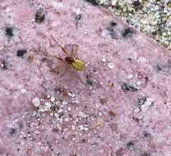 Anelosimus crassipes