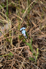 Myosotis imitata