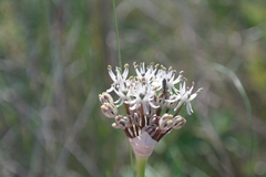 Allium cyrillii