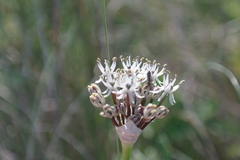 Allium cyrillii