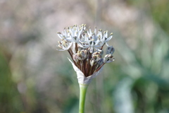 Allium cyrillii