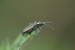 Oedemera lurida