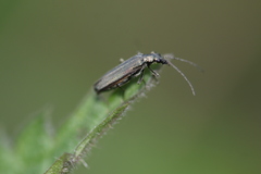 Oedemera lurida