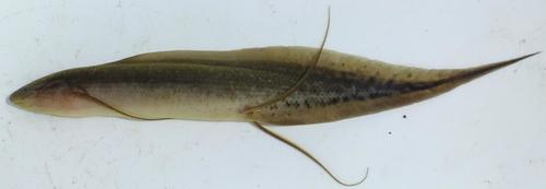 East african lungfish (Protopterus amphibius) — Protopteridae
