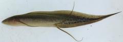 Protopterus amphibius