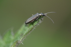 Oedemera lurida