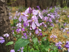 Orychophragmus violaceus