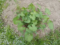 Ligularia stenocephala