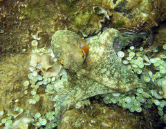 Octopus