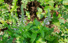 Teucrium canadense canadense