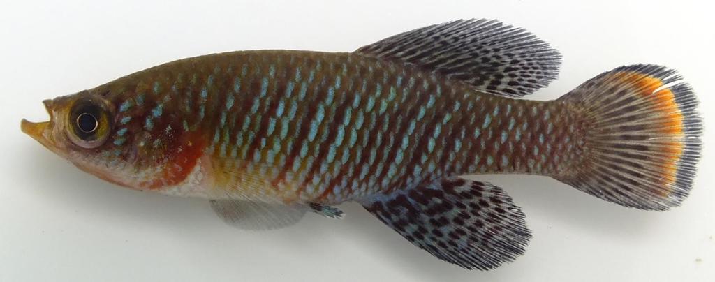 Southern Rainbow Killifish