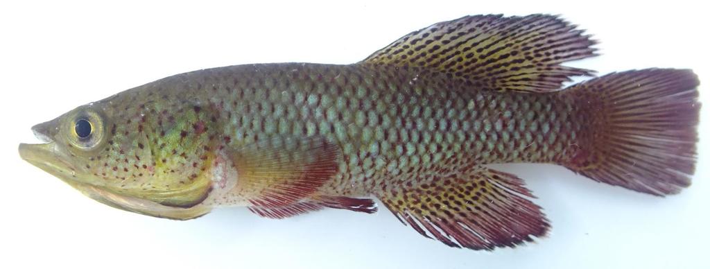 Spotted Killifish