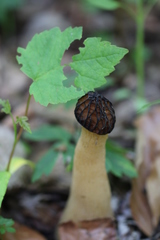 Morchella semilibera