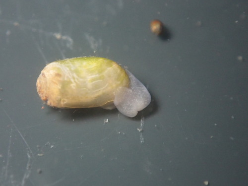 Acteocina inculta observed 2024-06-08
