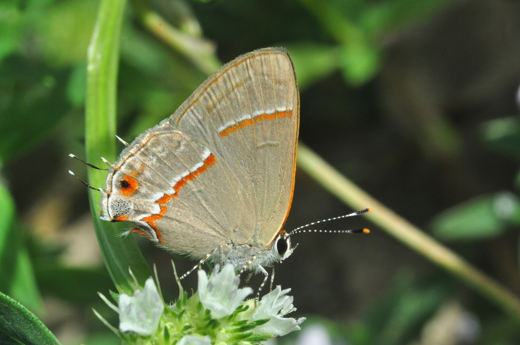 Electrostrymon endymion