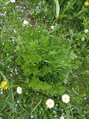 Tanacetum coccineum