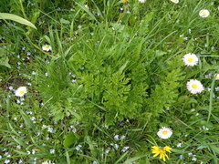 Tanacetum coccineum