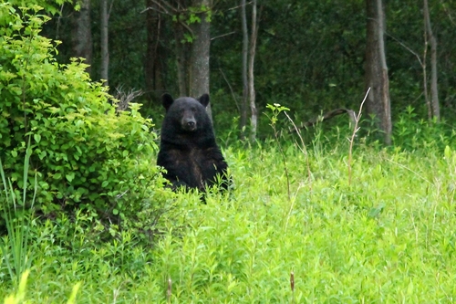 American Black Bear photographed in Pennsylvania