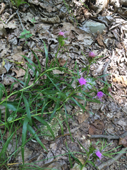 Liatris compacta