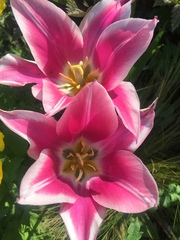 Tulipa